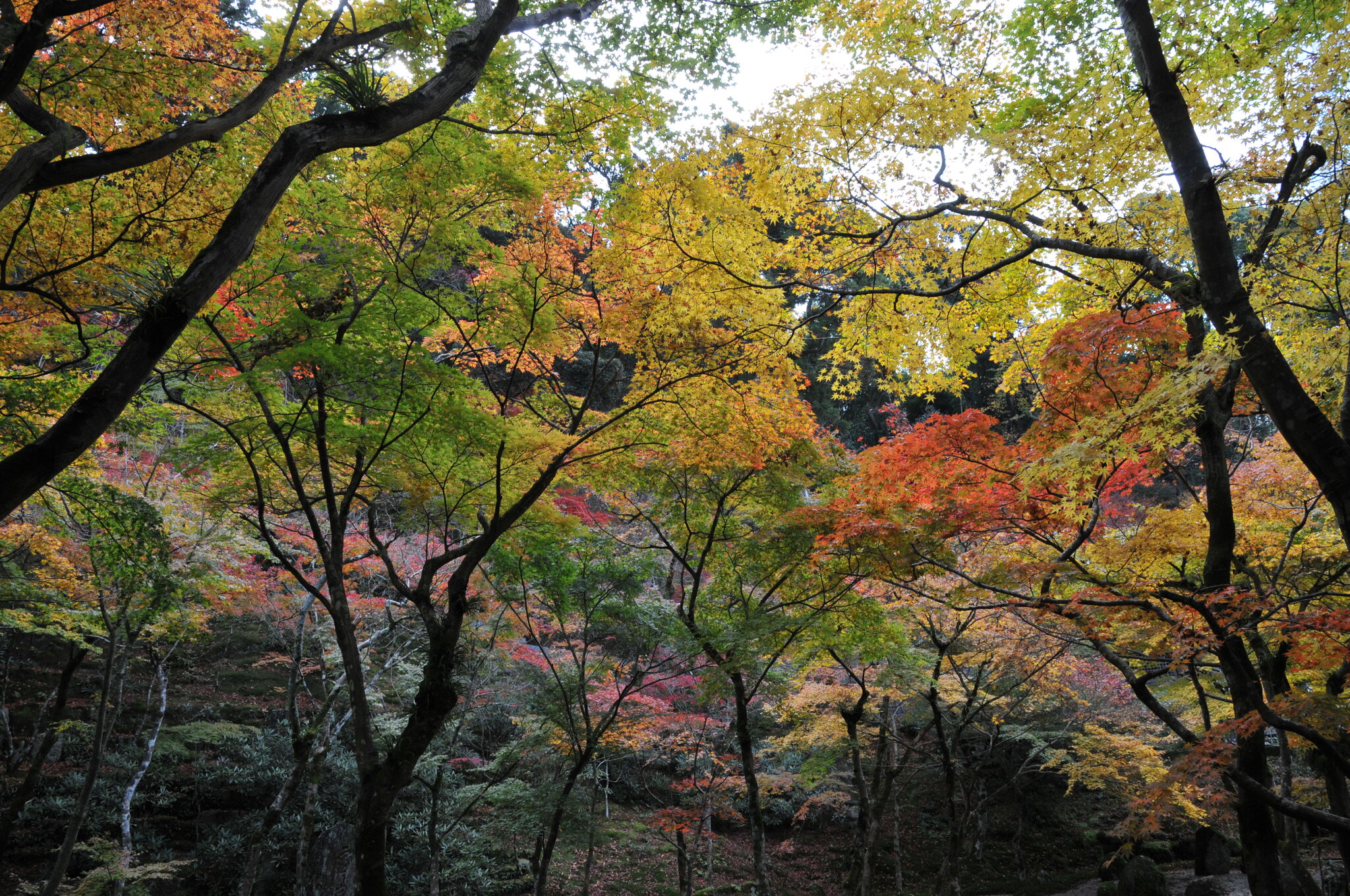 Dazaifu Garden